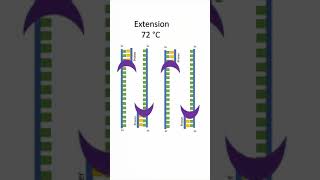 Polymerase Chain Reaction PCR shorts [upl. by Nowyt]