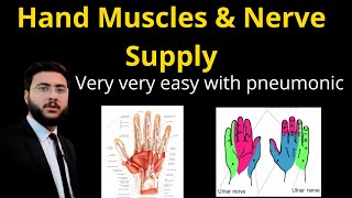 Hand Muscles and its Nerve Supply l Thenar l Hypothenar l interosseous [upl. by Pritchett169]