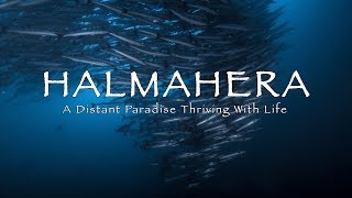 HALMAHERA DIVING  A Distant Cinematic Paradise 4k [upl. by Regnig276]