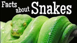 Facts about Snakes for Kids [upl. by Nostaw]