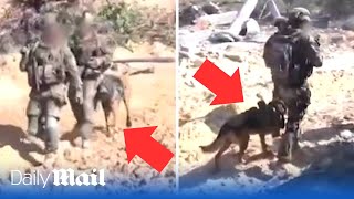 IDF use attack dogs to flush out Hamas tunnel terrorists in Gaza [upl. by Ahsinak]