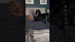 Cockapoo and Spaniel being Naughty cockapoos spaniel dog [upl. by Hussar]