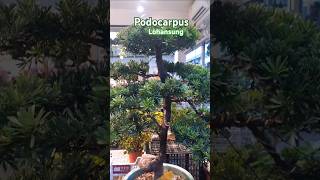 lohansung bonsaitree podocarpus [upl. by Ydwor]