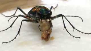 Japanese Tiger BeetleCicindela japonica Eating Mealworm [upl. by Jaine]