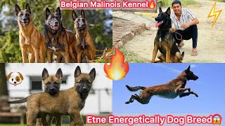 Belgian Malinois K Kennel Par Gye🐶 First Time Etne Energetically Dog Breed Dekhi😨 [upl. by Moise762]