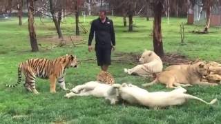 Raw Footage Mar Gayaquot  Onlookers Chilling Remarks as Tiger Mauls Youth in Delhi Zoo [upl. by Delp]