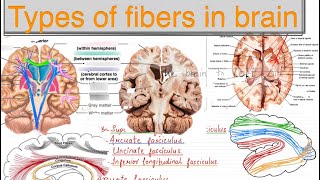 WHITE MATTER TYPES OF FIBERS IN BRAIN NEUROANATOMY [upl. by Brnaby]