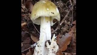 LAmanite Phalloïde  Attention Champignon Mortel  The Amanita Phalloide Beware Deadly Mushroom [upl. by Thatch]