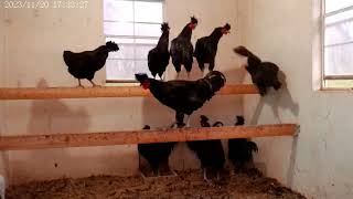 Sanjak Longcrower Roosters For Sale at Shady Grove Farm WV [upl. by Tilla]