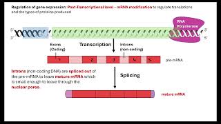 Gene regulation OCR A ALevel Biology Revision 611Cellular control [upl. by Jamnis]