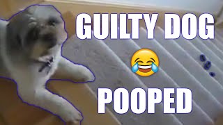 Guilty Dog Pooped On The Stairs [upl. by Preston]