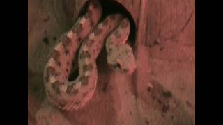 Crotalus cerastes Sidewinder Shedding [upl. by Eneryt]