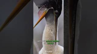 Discover the Snakebird ANHINGA  Natures Aquatic Acrobat [upl. by Highams]