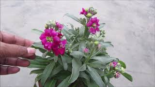 Stock Flower Plant Growing and Caring Tips [upl. by Elbag563]