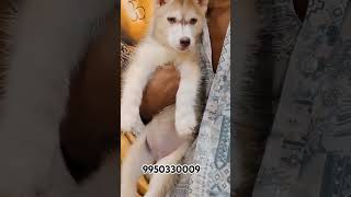 Siberian Husky Puppies Price In India l trending trendingshorts shorts shortfeed dogbreed dog [upl. by Linda728]