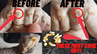 WHEN and HOW To Clean Male BEARDED DRAGON Pores [upl. by Fidole]