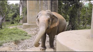 Malees Transformation From Chains to Freedom at Elephant Nature Park  ElephantNews [upl. by Liliane]