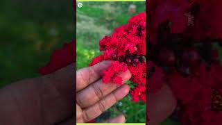 lagerstroemia plant  Pride of India [upl. by Nedrah]