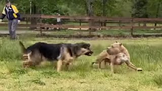 German Shepherd Attacks Pitbull OFF LEASH PARK [upl. by Aunson757]