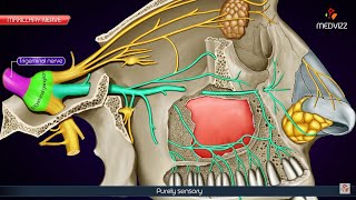 Maxillary division of Trigeminal nerve V2 or Vb  Maxillary nerve  Anatomy Animation [upl. by Adian]