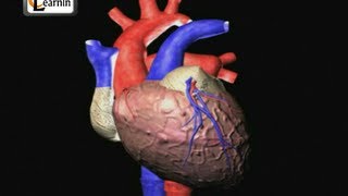 Heartbeat Explained  Lub dub  Cardiac cycle  Heart Sound  Human Anatomy video 3D  elearnin [upl. by Fawn]