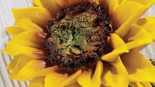 Watch Our Capodimonte Sunflower Being Made [upl. by Lorusso]