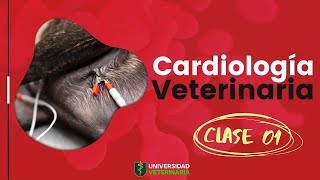 CARDIOLOGÍA VETERINARIA  CLASE 01 [upl. by Jaworski883]