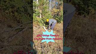 Cutting Trees with a cheap electric Chainsaw from Amazon [upl. by Tulley]