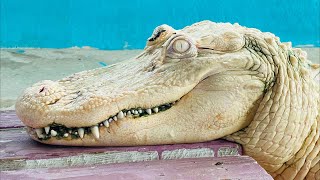 Gatorland Investigates Albino Alligator [upl. by Abihsat]