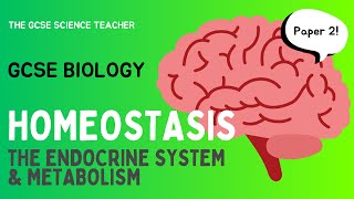 GCSE Biology Homeostasis an overview  AQA OCR Edexcel [upl. by Dasie]