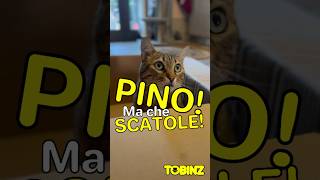 PINO Ma che SCATOLE [upl. by Mirilla529]