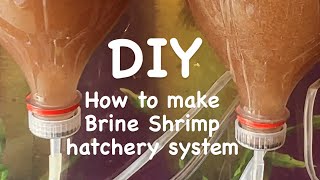 DIY how to make Brine Shrimp Hatchery system brineshrimp brineshrimphatchery artemia hatchery [upl. by Elisa]