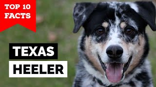 Texas Heeler  Top 10 Facts [upl. by Lalo]