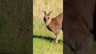 A kangaroo dropped in for breakfast 🦘 wildlife nature kangaroo [upl. by Heinrik512]