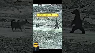 Dog vs bear trending wildlife shorts animalsvirelshorts treadingshorts youtubeshorts [upl. by Ellak]