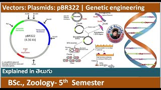 Vectors Plasmids  PBR 322  Genetic Engineering  Recombinant DNA Technology  HSR Bioinfo [upl. by Volpe758]