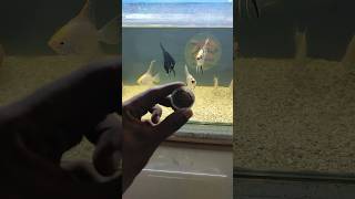 Aquarium Fish Food Feeding tigerbarbfish barbfish fishfood viralshort [upl. by Herrah]