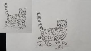 Come disegnare un gatto [upl. by Coppola864]