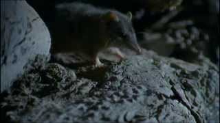 Antechinus Semelparity [upl. by Cristi]