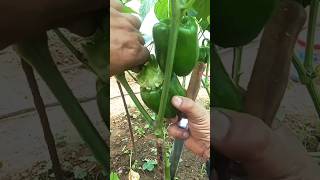 Growing Capsicum Shorts garden farming 💕 [upl. by Khudari]