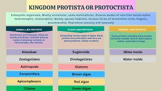 Kingdom Protista Protozoans Algae Slime molds Water molds  Biology Class 11 Chapter 7 [upl. by Erlinna]