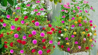 How to grow beautiful Portulaca Grandiflora flower in hanging Pots Portulaca Grandiflora Cuttings [upl. by Ellecram]