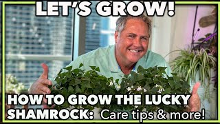 HOW TO GROW THE LUCKY SHAMROCK PLANT Oxalis regnellii Professional care tips and more [upl. by Churchill]