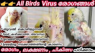 Birds Virus Love Birds Finches രോഗങ്ങളും പരിഹാരവും അറിഞ്ഞിരിക്കണം [upl. by Nayt]