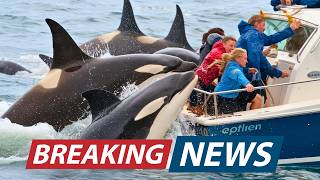 Scientists JUST SOLVED Mystery Why Orcas Are Attacking Boats [upl. by Eniad493]