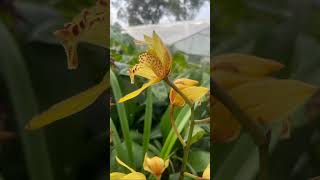 A beautiful yellow orchid💛trend garden nature indoorplants viralvideo yt gardening orchid [upl. by Misty]