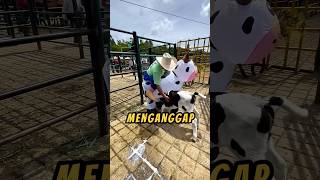 PAHLAWAN Pakai Kostum🐮🤗 videoviral baik sapi [upl. by Akired930]