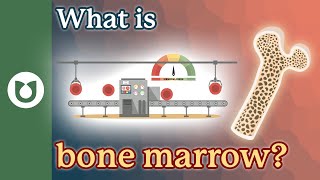 What is bone marrow bloodcancer [upl. by Aynad]