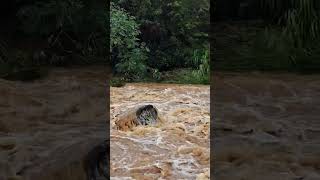 Waikomo Stream floods Poipu backyards Rushing to ocean lets out at Koloa Landing [upl. by Atirahc]