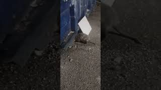 my pet Opossum at work ❤️ [upl. by Yanrahc]